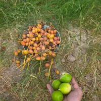 خونه باغ|فروش خانه و ویلا|چغادک, |دیوار