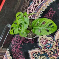 گل طبیعی|گل و گیاه طبیعی|دوگنبدان, |دیوار