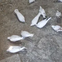 کبوتر|پرنده|شهر ری, فیروزآباد|دیوار