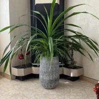 گل پاندانوس زیبا