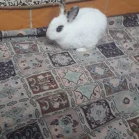 خرگوش‌سالم‌وتمیز‌اصلا‌نزاشتم‌بیرون‌بره