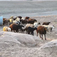 20تا میش|حیوانات مزرعه|بوئین زهرا, |دیوار