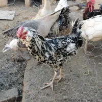 گلین لری پنگوئنی