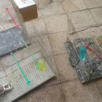 باسلام ۳ تا قفس  بزرگ سالم ۱۵۰۰