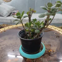 گل برگ انجیری،سانسوریا،نخل مرداب،رویال،قاشقی|گل و گیاه طبیعی|مشهد, مصلی (کارمندان اول)|دیوار