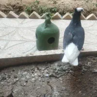 کبوتر