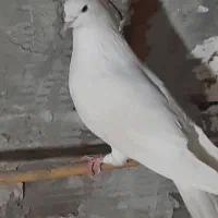 کبوتر نر