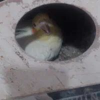 یک جفت عروس هلندی