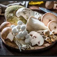 فروش انواع بذر قارچ خوراکی|عمده‌فروشی|ری, دولت‌آباد|دیوار