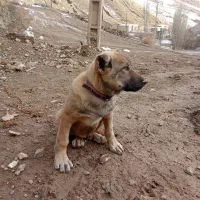 طوله سگ|سگ|ماکو, |دیوار