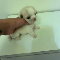 فروش سگهای سایز صفر