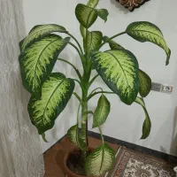 گل دیفین باغیا