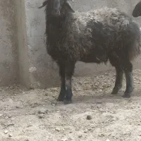 قوچ جوان