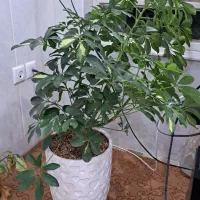 گل‌ شفلرا،برگ‌انجیری،موج عشق،فیلودندرون‌کیفیت‌عالی|گل و گیاه طبیعی|اردکان, |دیوار