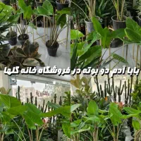 بابا آدم سایز متوسط