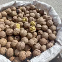 گردو کاغذی تازه (تویسرکان )