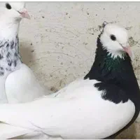 کبوتر طوقی