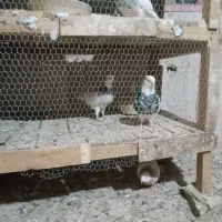 ۸جفت طوقی نروماده|پرنده|کبودرآهنگ, |دیوار