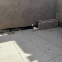 طوقی سرخ نر جوان