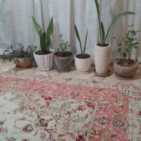 ۶  عدد گلدان بزرگ آپارتمانی با گلهای طبیعی و زیبا|گل و گیاه طبیعی|تهران, حکیمیه|دیوار