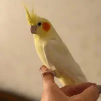 عروس هلندی|پرنده|رودهن, |دیوار