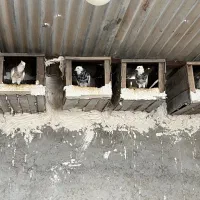 طوقی کرمانشاهی|پرنده|تهران, پارک شهر|دیوار