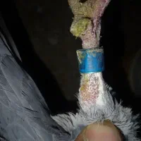 کبوتر پلاکی