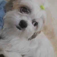 سگ شینزو|سگ|سبزوار, اسلام آباد|دیوار