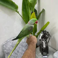 شاه طوطی