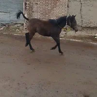 اسب|اسب و تجهیزات اسبسواری|سلماس, |دیوار