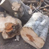 قطع خرید چوب باغی