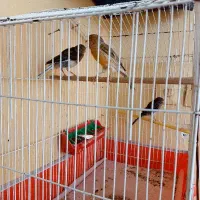 قناری دوتانریه ماده|پرنده|فارسان, |دیوار