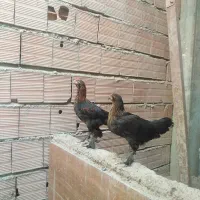 جوجه مرغ و خروس|حیوانات مزرعه|گنبد کاووس, |دیوار