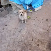 سگ با کوتاه