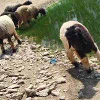 نرمیش|حیوانات مزرعه|مسجد سلیمان, |دیوار