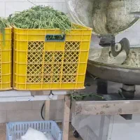 استخدام نیروی خانم در کارگاه سبزی