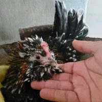 مرغ کرک یاکرچ گلین|حیوانات مزرعه|شیراز, گویم|دیوار