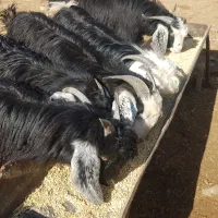 بزغاله نر سبک وزن