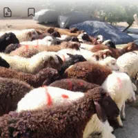 باسکول دقیق