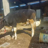 گوساله هولشتیان ماده