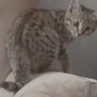 گربه