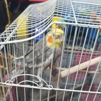 عروس هلندی رام و دستی سخنگو