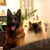 مربی و رفتار شناس سگ قریشی