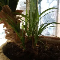 گل پاندانوس