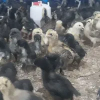 جوجه مرغ عربی بیست روز