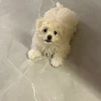 هاپو ۴ ماهه شناسنامه دار پسر