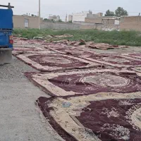 قالی|فرش|شیروان (خراسان), |دیوار