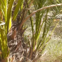 پاجوش برحی اصل