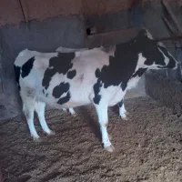 حیوانات مزرعه|حیوانات مزرعه|تربت‌حیدریه, بالا ولایت|دیوار