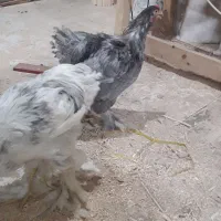 خروس برهما مرغ رسمی